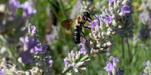 img megachile sculpturalis maschio img megachile sculpturalis maschio