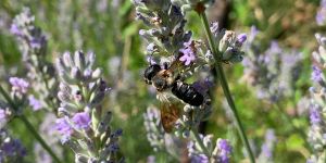 img megachile sculpturalis maschio img megachile sculpturalis maschio