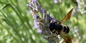 img megachile sculpturalis maschio img megachile sculpturalis maschio