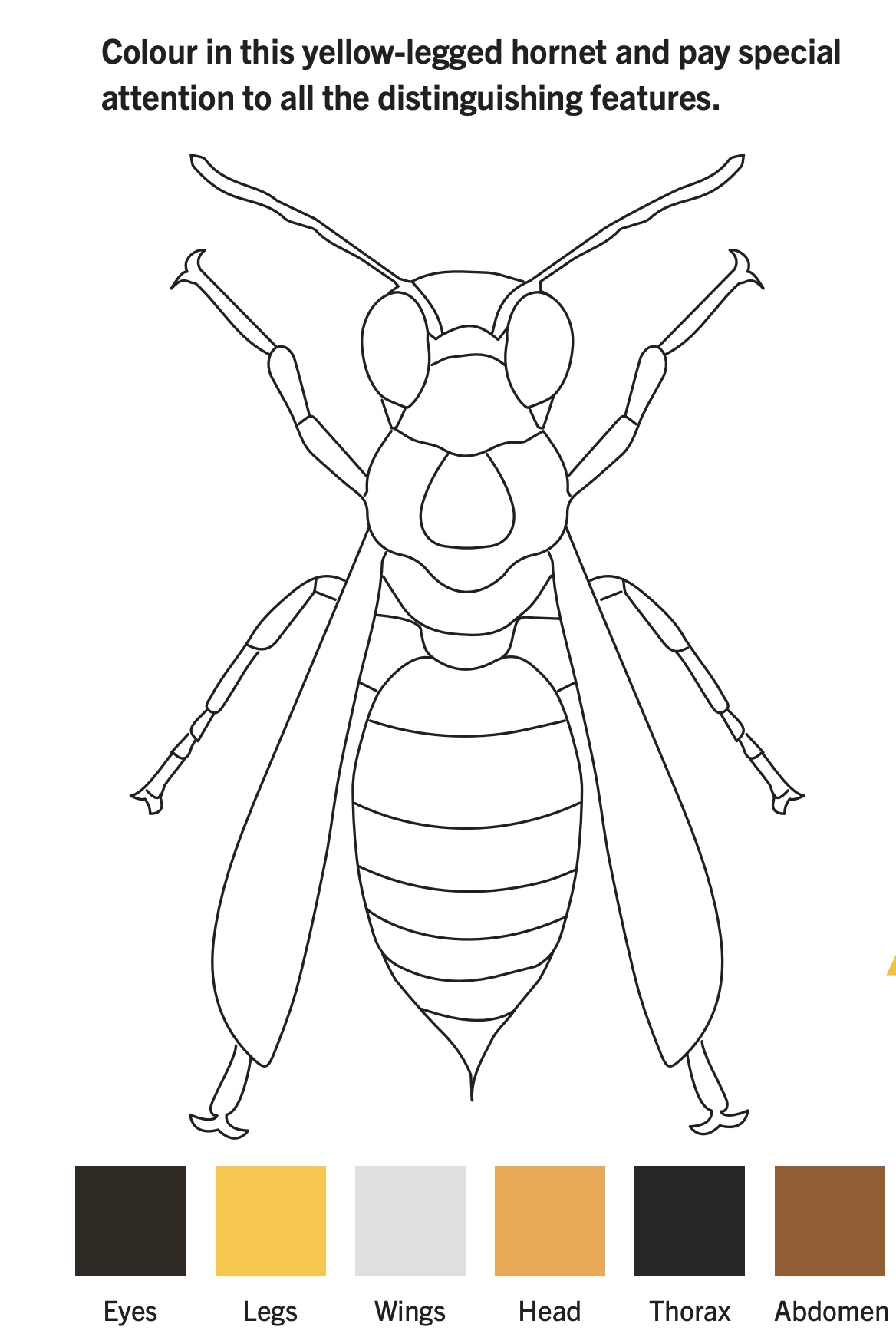 NZ velutina da colorare