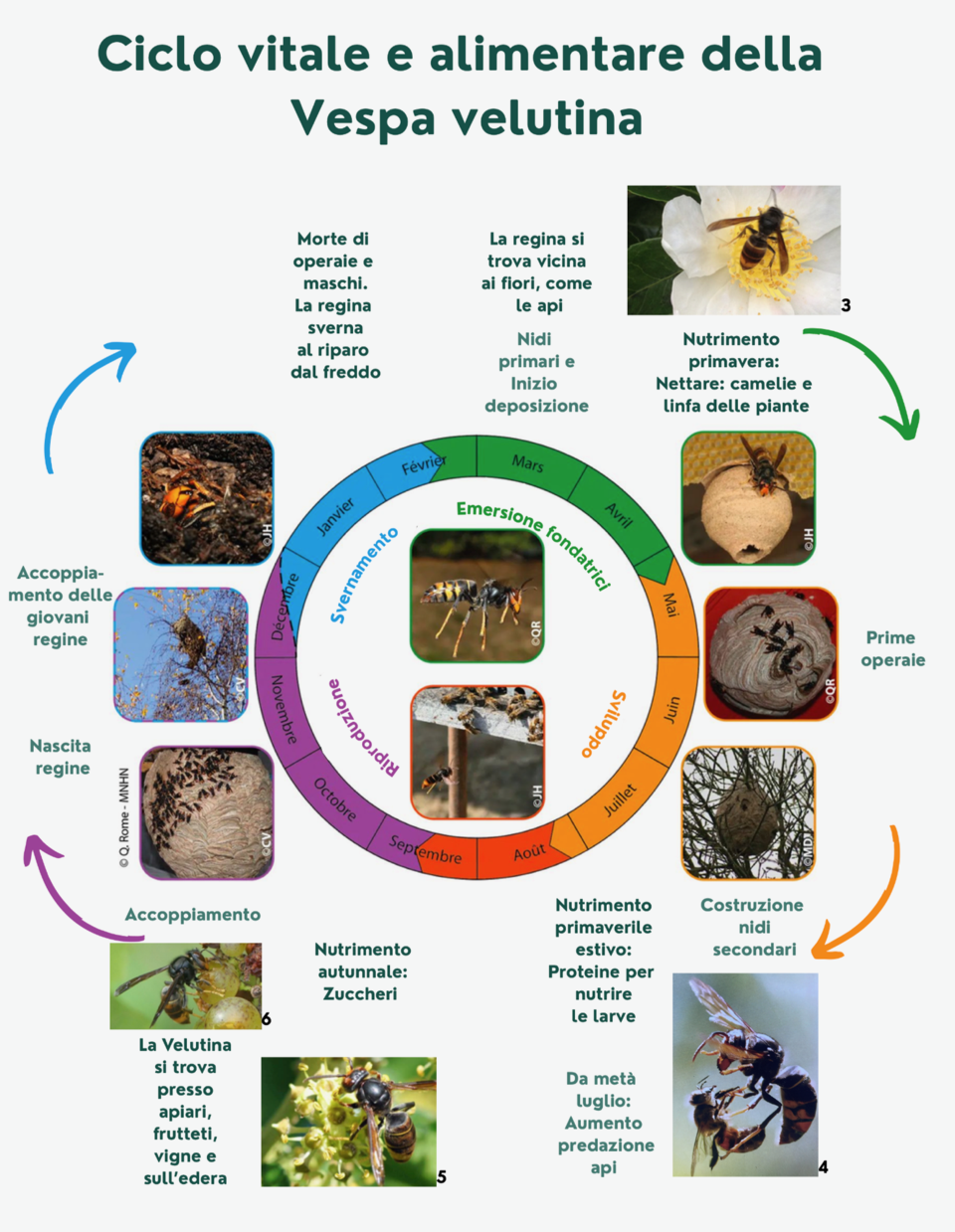 velutina ciclo vitale