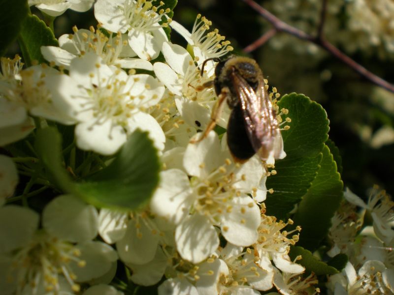 p5260029 andrena  haemorrhoa   p5260029 andrena  haemorrhoa