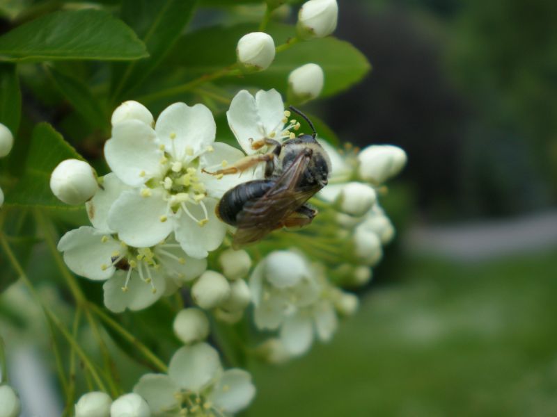 p5260031  andrena  haemorrhoa   p5260031  andrena  haemorrhoa
