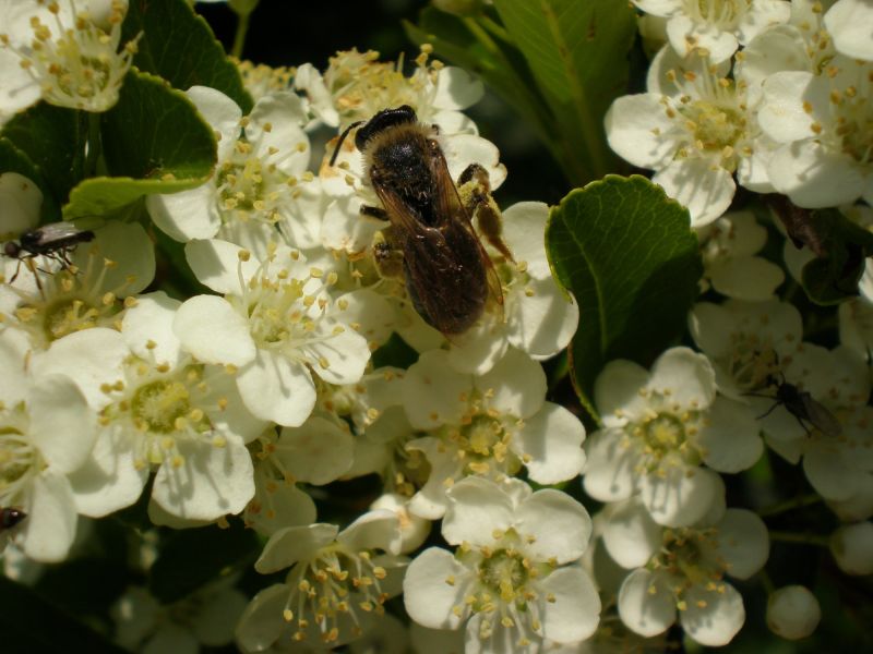 p5260045 andrena haemorroha  p5260045 andrena haemorroha