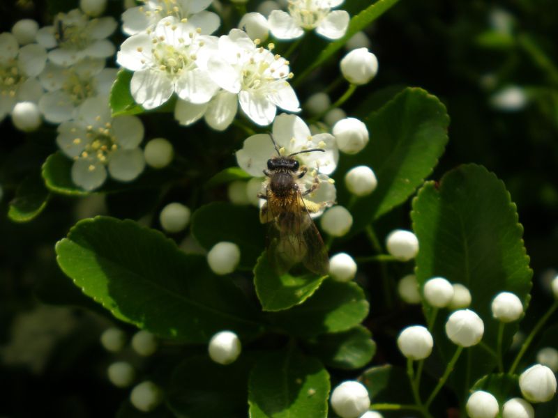 p5260047andrena haemorroha  p5260047andrena haemorroha