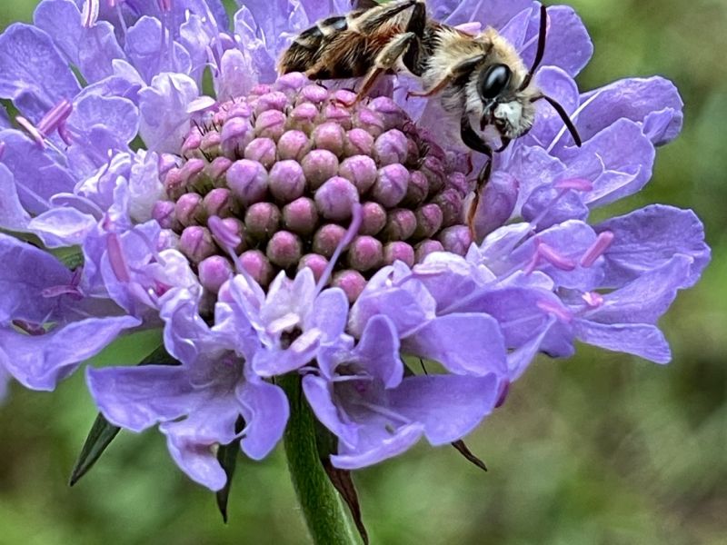 img andrena hattorfiana m img andrena hattorfiana m