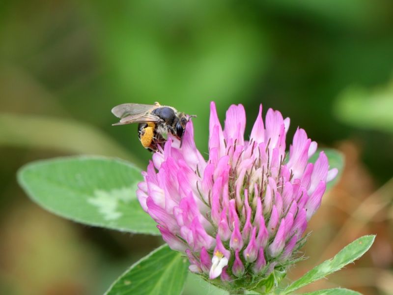 andrena wilkella  probabilmente  andrena wilkella  probabilmente