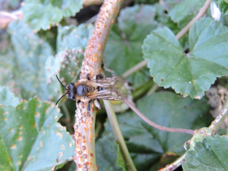 andrena  femmina  2  .05.22  andrena  femmina  2  .05.22