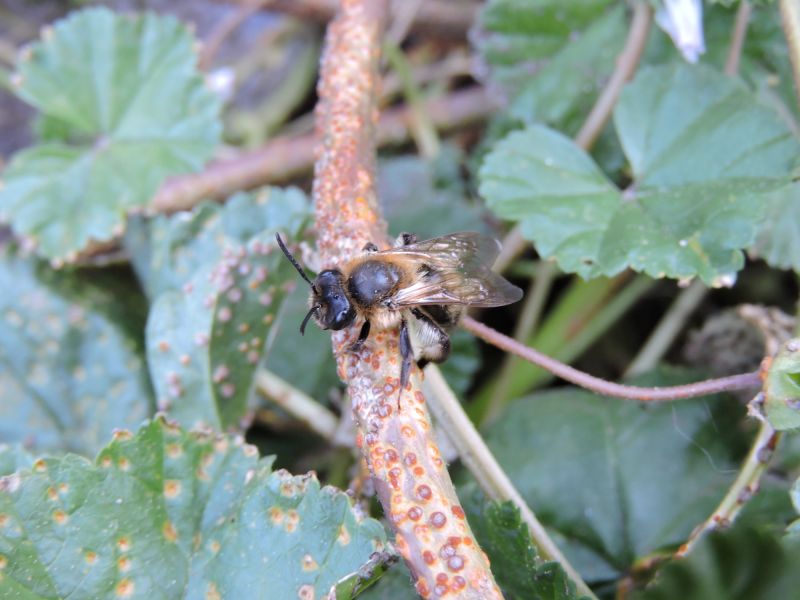 andrena  femmina .05.22  andrena  femmina .05.22
