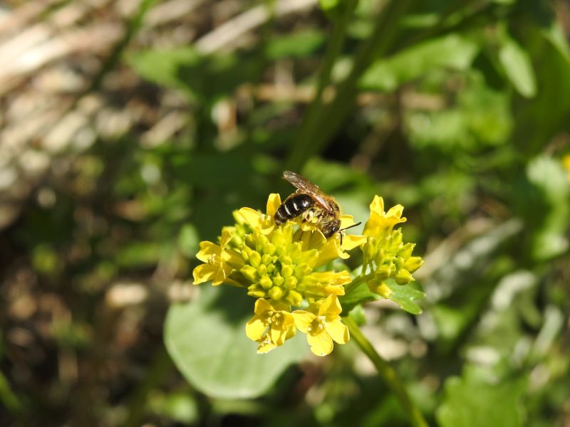 andrena  forse a. dorsata o a. combinata  su barbarea vulgaris.05.07 dscn0829 andrena  forse a. dorsata o a. combinata  su barbarea vulgaris.05.07 dscn0829
