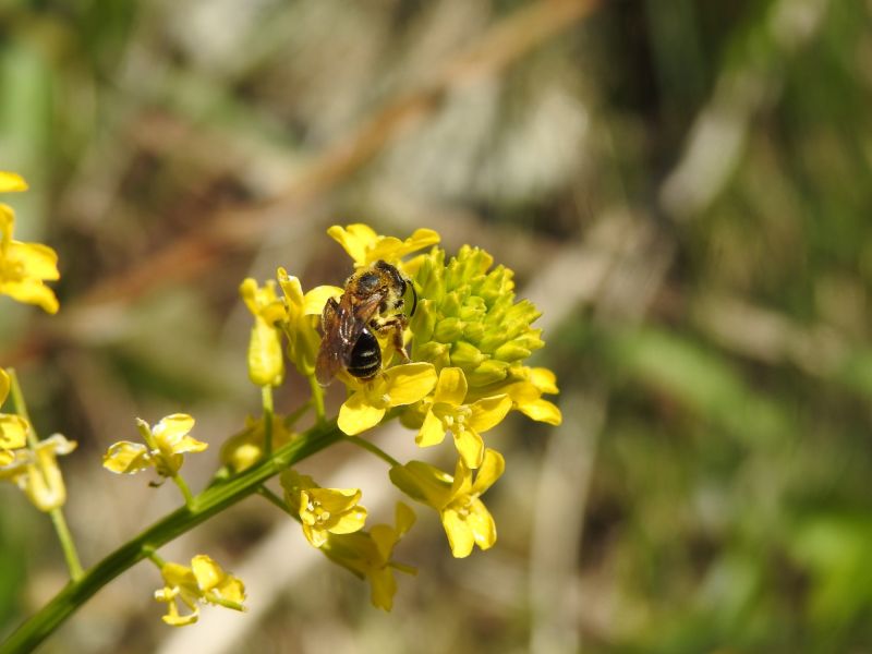 andrena  forse a. dorsata o a. combinata  su barbarea vulgaris.05.07 dscn0845 andrena  forse a. dorsata o a. combinata  su barbarea vulgaris.05.07 dscn0845