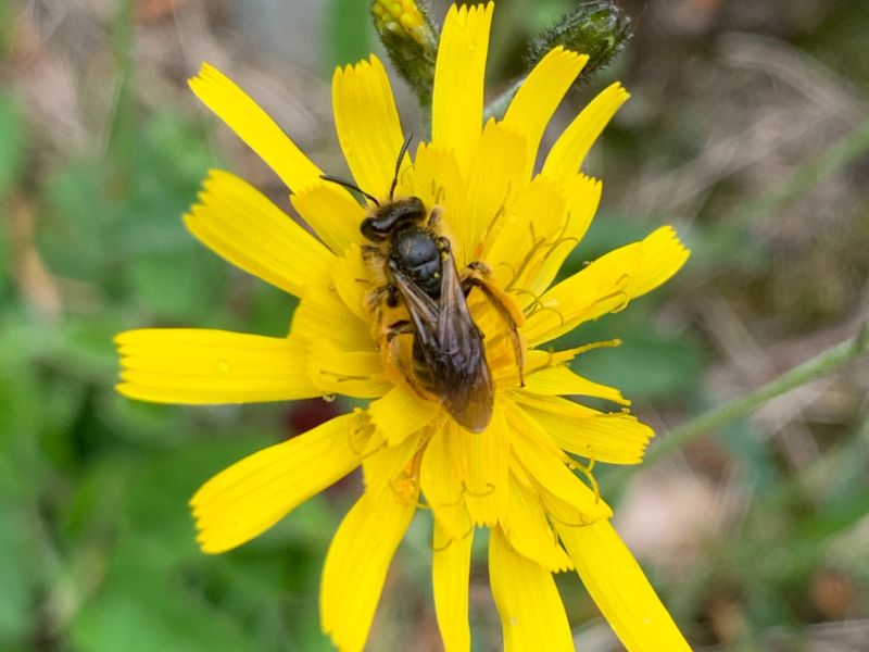 img andrena femmina img andrena femmina