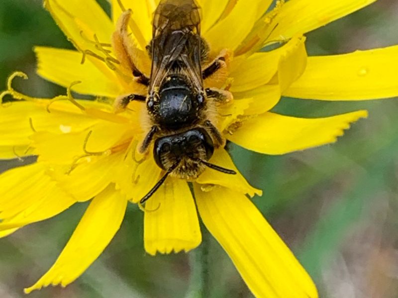 img andrena femmina img andrena femmina