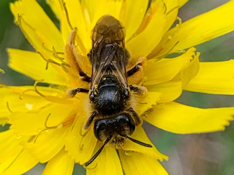img andrena femmina img andrena femmina