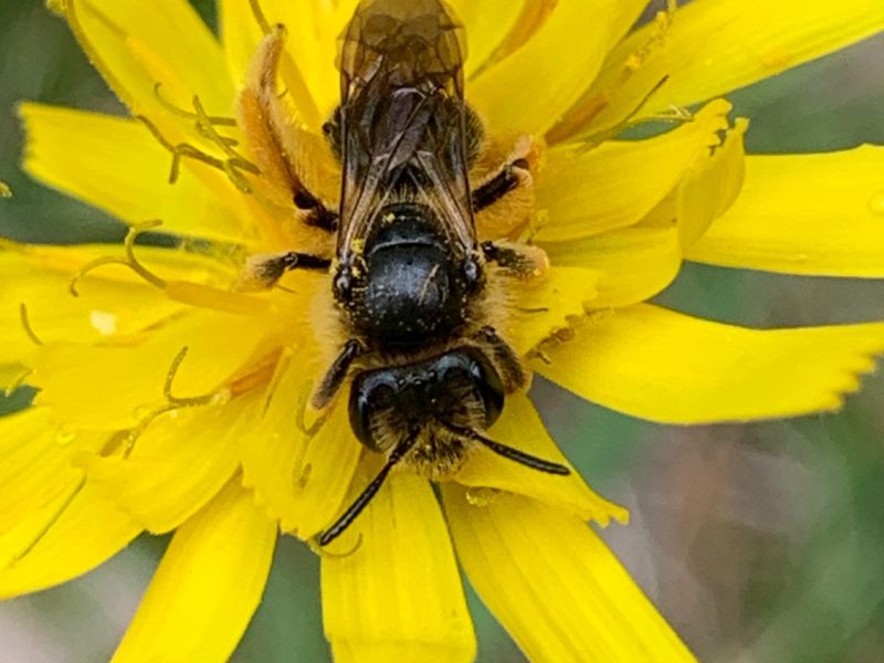 img andrena femmina img andrena femmina