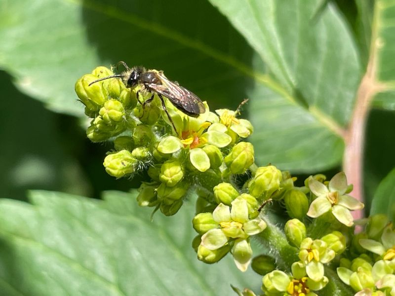 img andrena m img andrena m