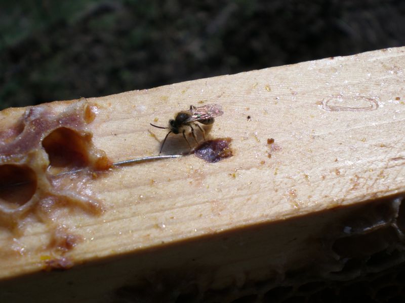 p3220126 andrena maschio p3220126 andrena maschio