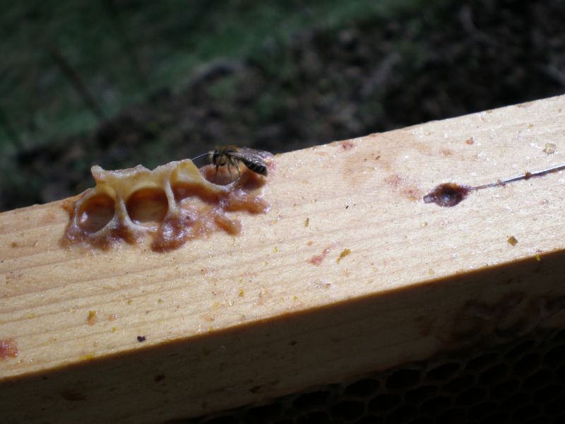 p3220128  andrena maschio p3220128  andrena maschio