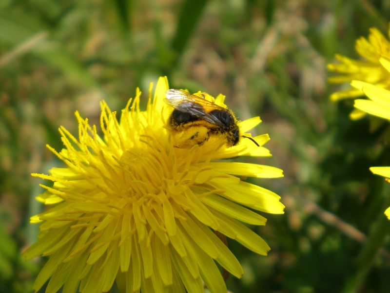 p4200208 andrena p4200208 andrena