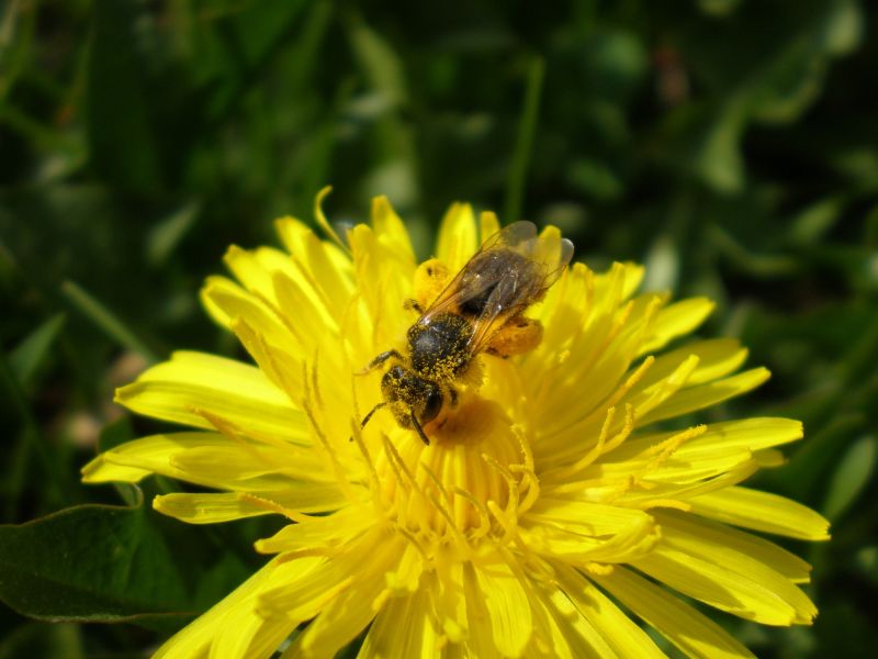 p4240024 andrena p4240024 andrena