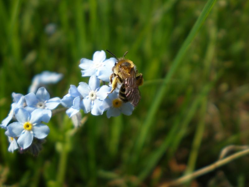 p4240031. andrena p4240031. andrena