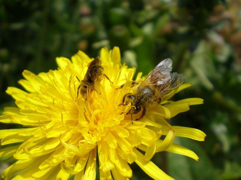 p4240037 andrena maschio   mellifera p4240037 andrena maschio   mellifera