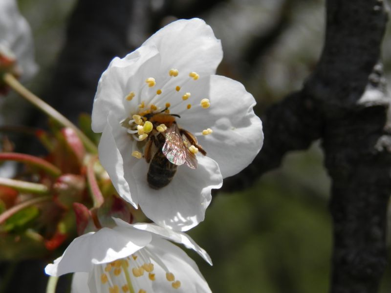 p5120039 andrena p5120039 andrena