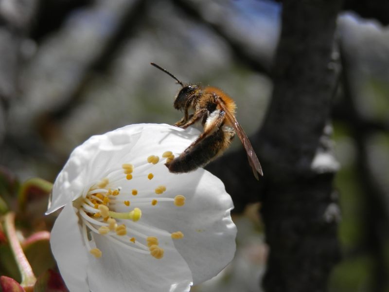 p5120041. andrena p5120041. andrena