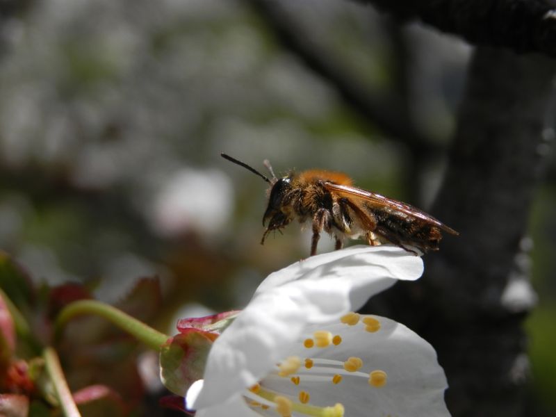 p5120042 andrena p5120042 andrena