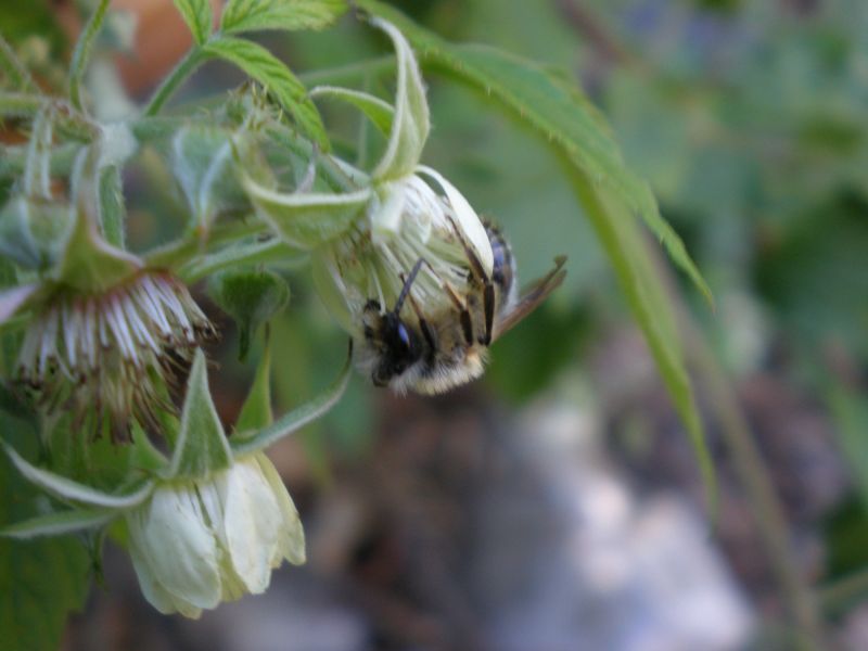 p5150004 andrena  maschio  p5150004 andrena  maschio