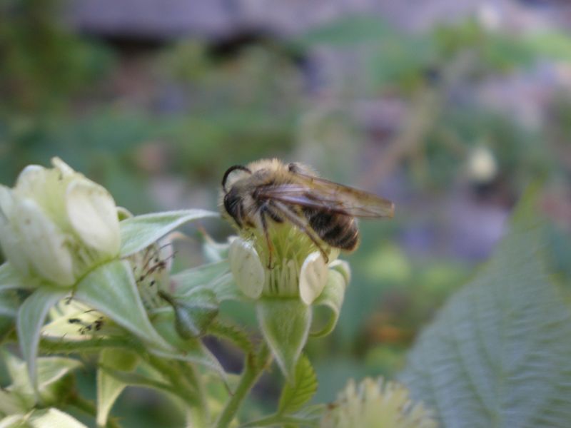 p5150005 andrena maschio p5150005 andrena maschio