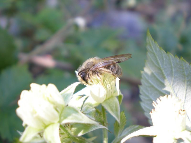 p5150006 andrena maschio p5150006 andrena maschio