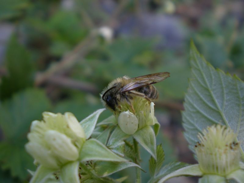 p5150007. andrena maschio p5150007. andrena maschio