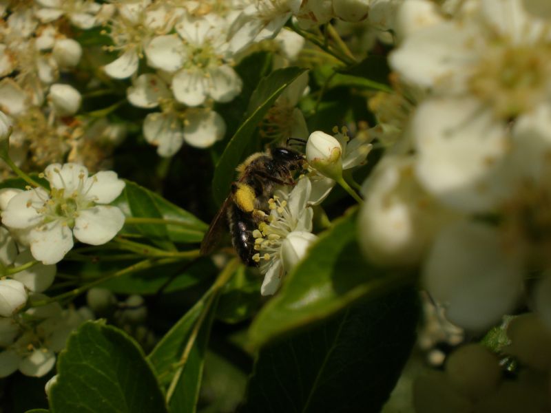p5260004 andrena p5260004 andrena