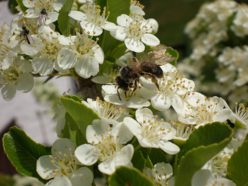 p5260021 andrena p5260021 andrena