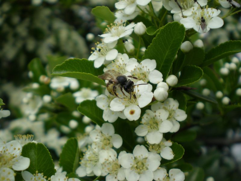 p5260036 andrena  maschio   p5260036 andrena  maschio