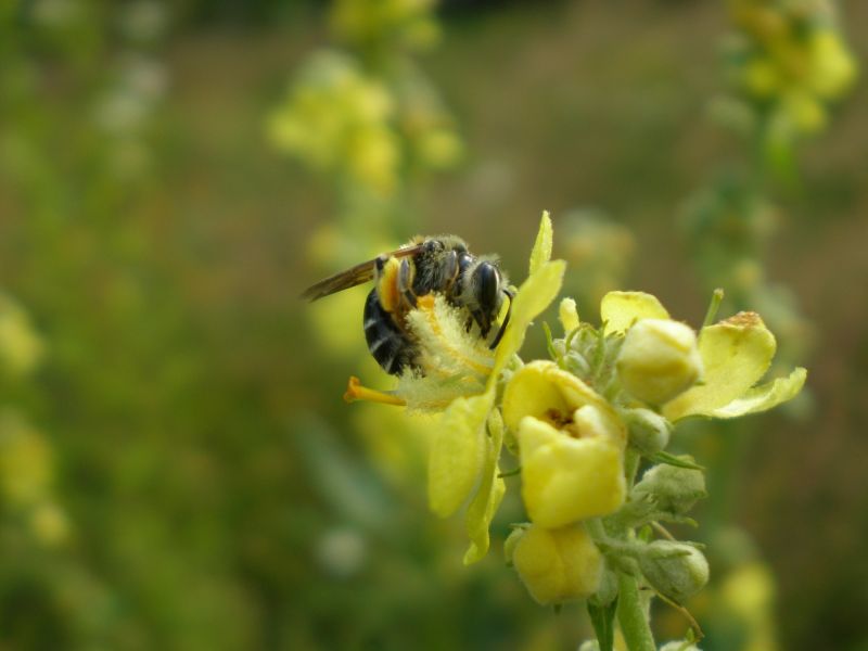 p7120107 andrena p7120107 andrena