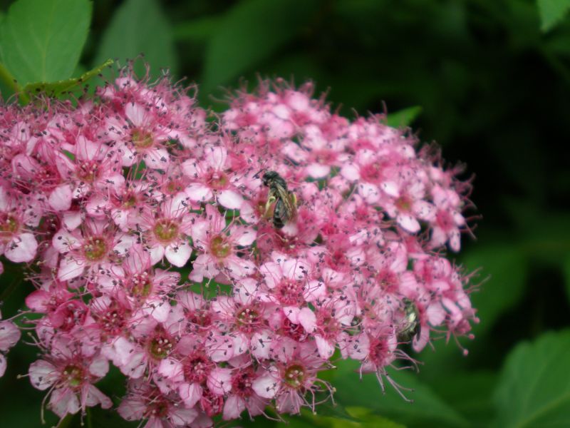 p7120138 andrena e lasioglossum p7120138 andrena e lasioglossum