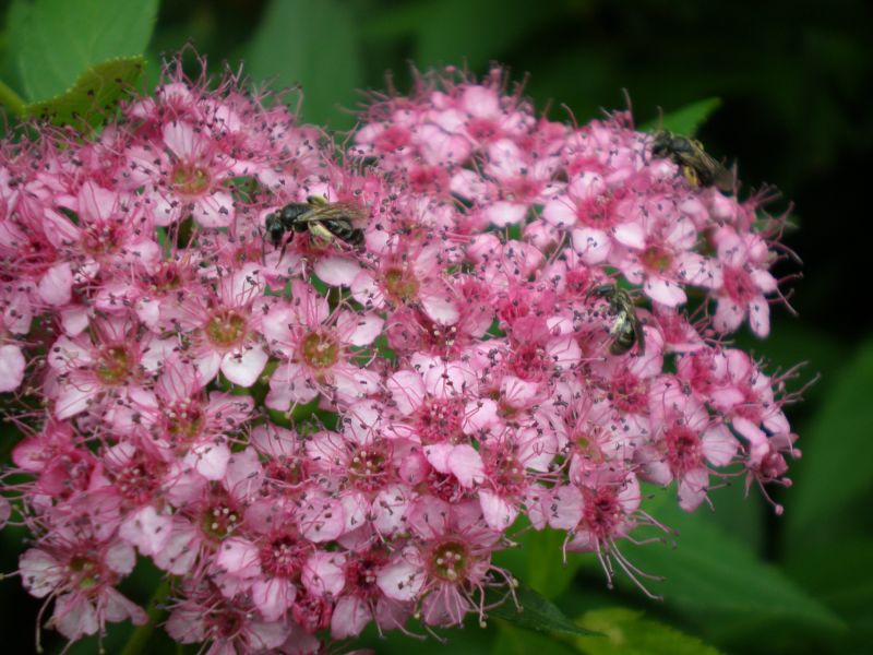 p7120140 andrena e lasioglossum p7120140 andrena e lasioglossum