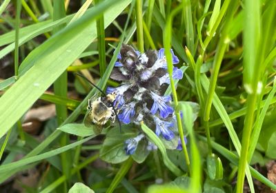 Eucera nigrescens